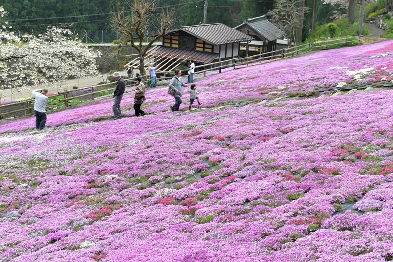 国田家の芝桜を愛する会