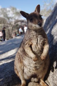 4.14wallaby