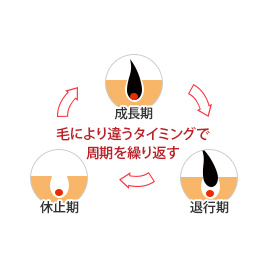 毛には、「毛周期」と呼ばれる生え変わりのサイクルが存在