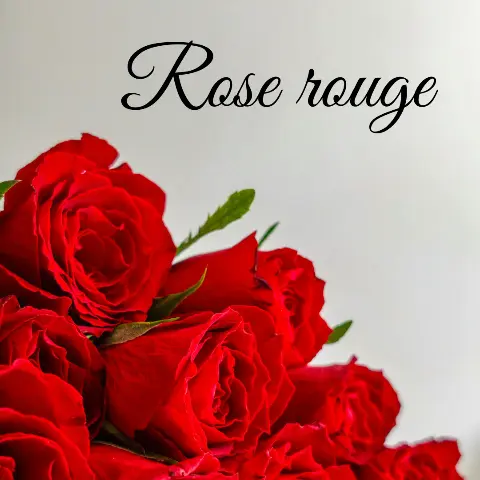 婚活サロン Rose rougeのロゴ