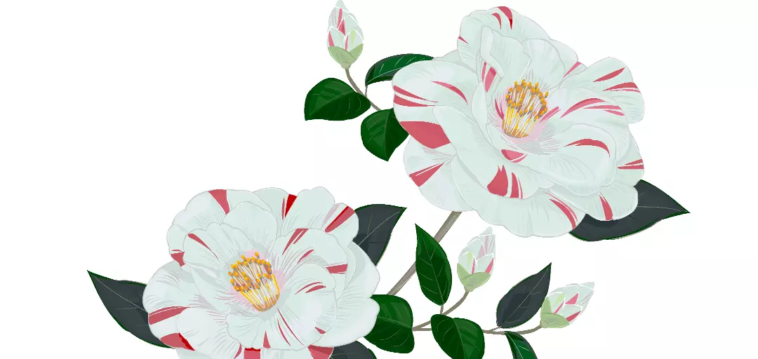 花福のイメージ画像3