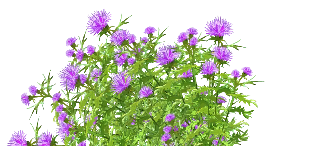 花福のイメージ画像4