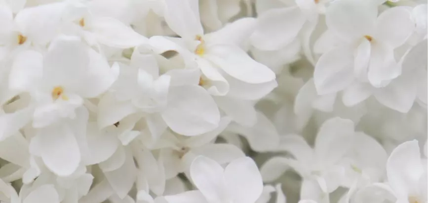 ピッコラ ・ドンナのイメージ画像5