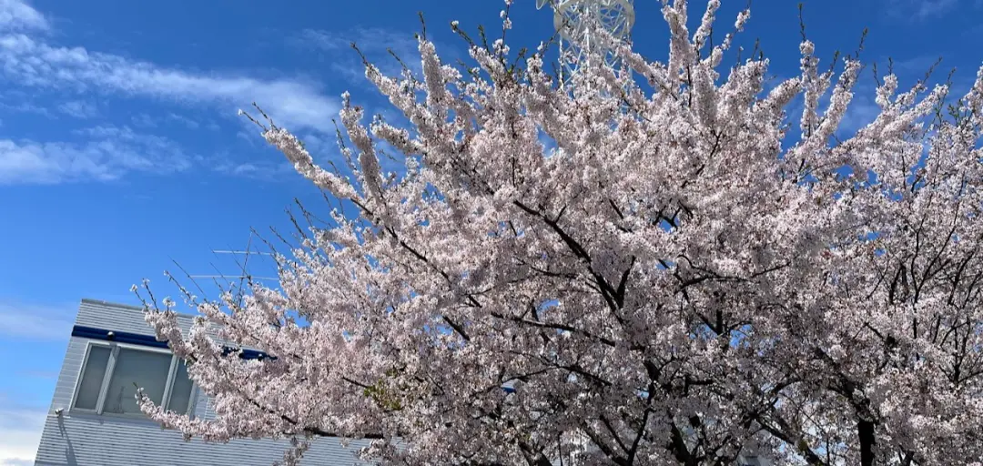岩手の結婚相談所まごころのイメージ画像2