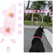 埼玉県東部　縁結び　HARUのロゴ