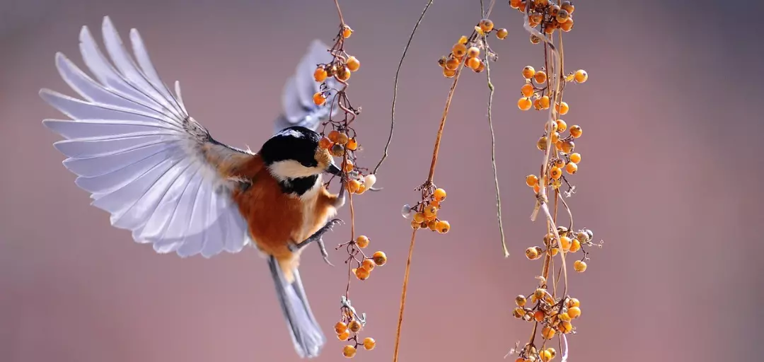 結婚相談所　やまとの風のイメージ画像2