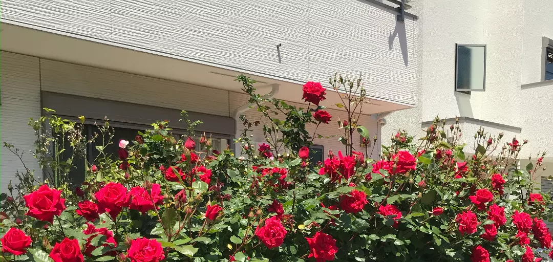 My Darlin'のイメージ画像5