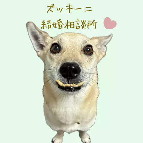 ズッキーニ結婚相談所のロゴ