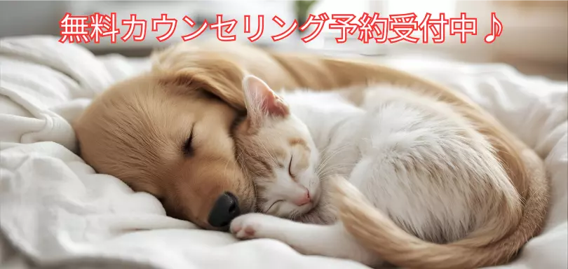 犬猫好き結婚相談所のイメージ画像4