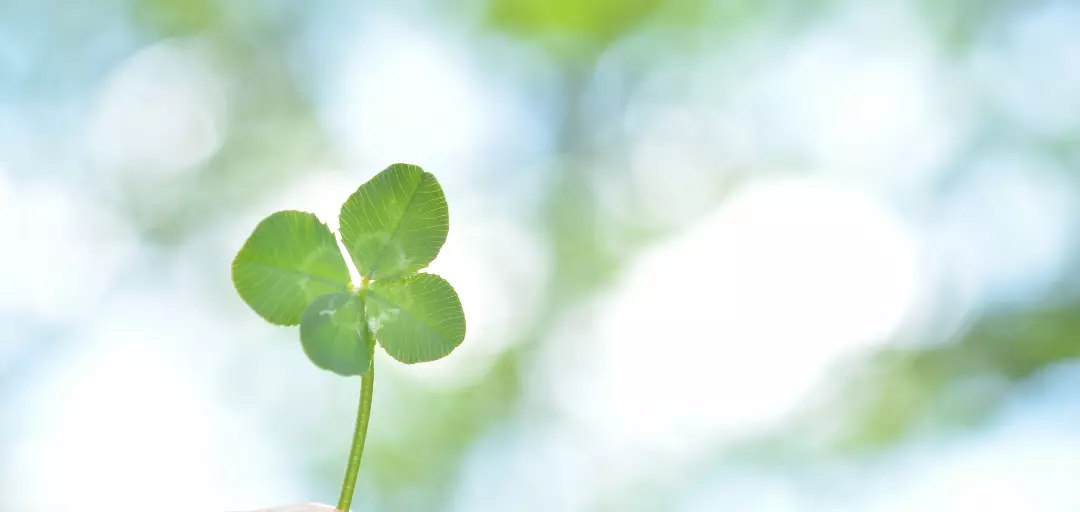 ROMANEのイメージ画像3