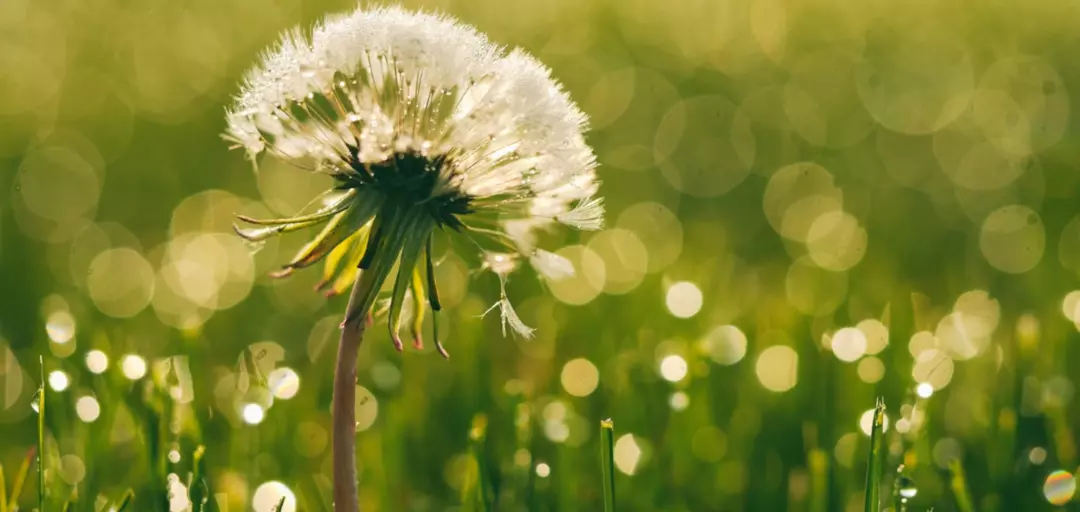 結婚相談所ルミナスシードのイメージ画像3