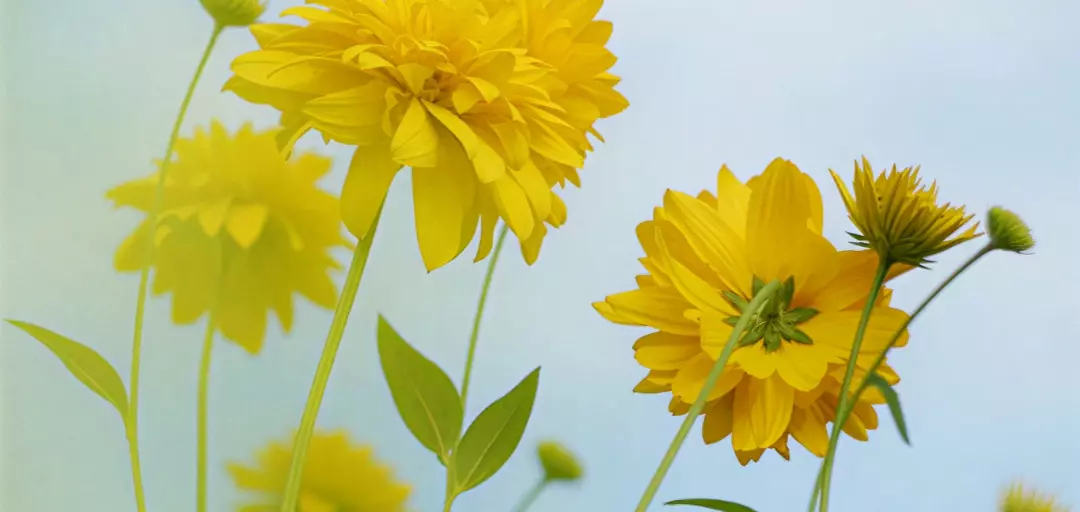 結婚相談所ルミナスシードのイメージ画像4