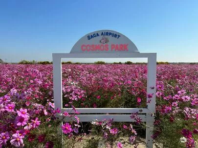 結婚相談所福岡　ナビレラ「佐賀デートスポット♡佐賀空港コスモス園」-2
