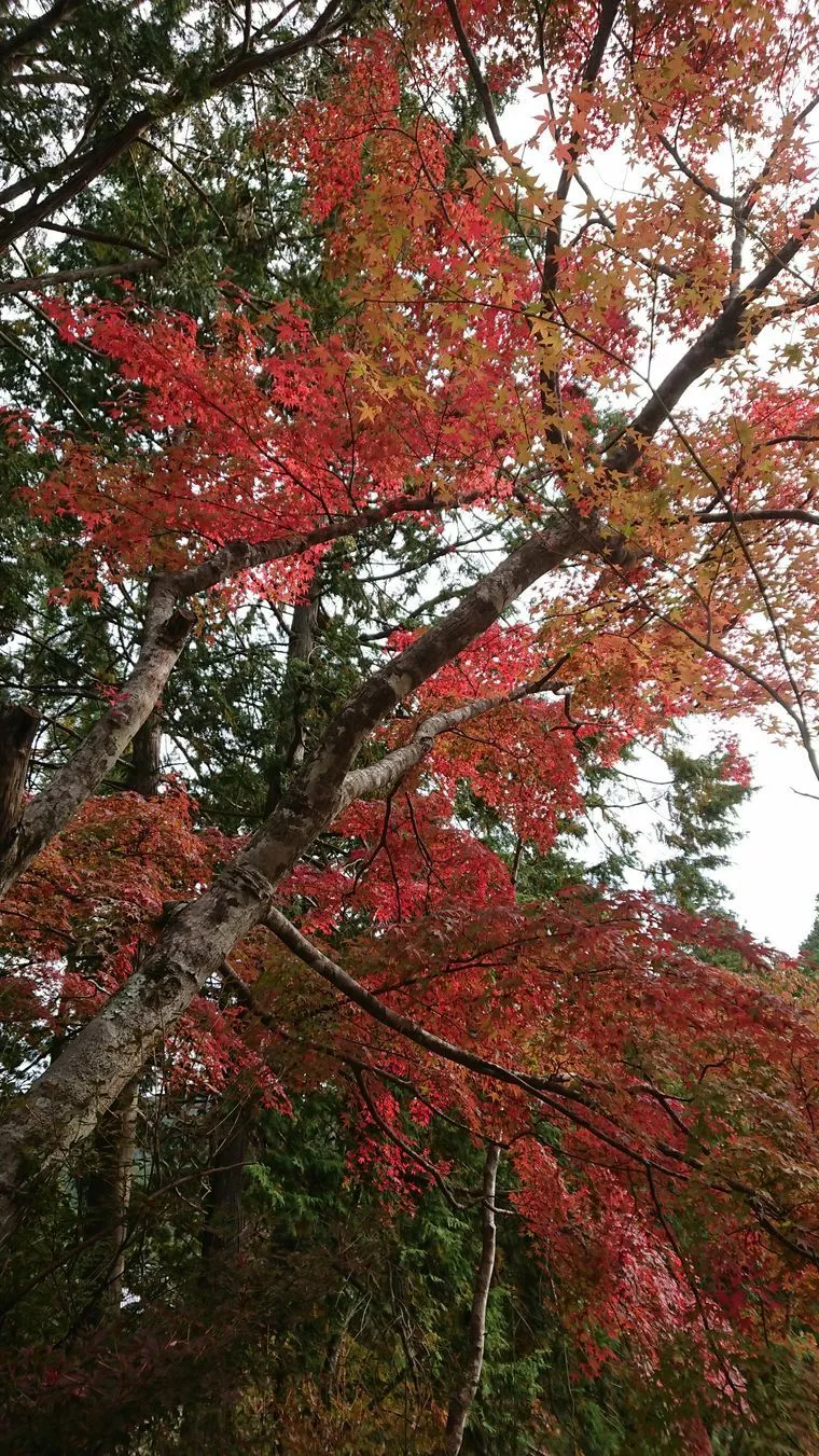 「そうだ　出雲・京都　行こう」