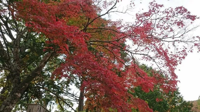 紅葉シーズンの山はちょっと・・・