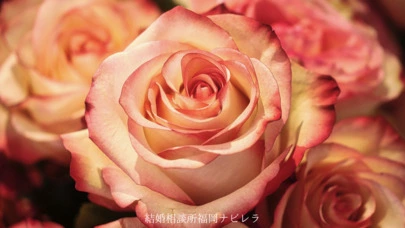結婚相談所福岡　ナビレラ「結婚相談所ではタイミングと決断力が大事！」-2