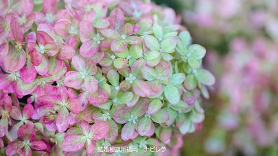 結婚相談所福岡　ナビレラ「デートの時の食事のマナー🍴あなたは大丈夫？」-2