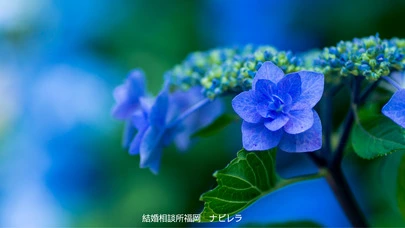 結婚相談所福岡　ナビレラ「憧れのスピード婚ができる人の特徴」-2