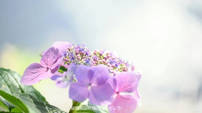 結婚相談所福岡　ナビレラ「婚活が上手くいくアクティブ脳を作る方法」-2
