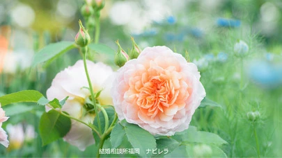 結婚相談所福岡　ナビレラ「40代女性会員様♡真剣交際へ」-2