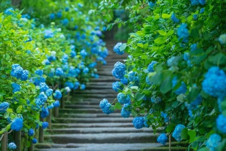 【東京近郊】紫陽花デートが楽しめるスポット5選