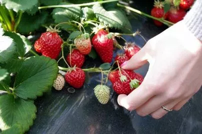 良縁コンシェルジュ町田「1日、イチゴはいかが？」-2