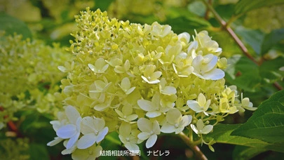 結婚相談所福岡　ナビレラ「夏のお見合い！クールビズだからこそ気をつけましょう」-2