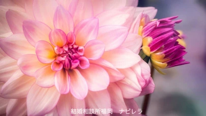 結婚相談所福岡　ナビレラ「IBJ登録会員数9万名キャンペーン開始です！」-2