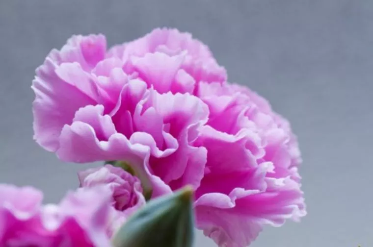 結婚するのは娘さん！