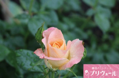結婚相談所プリヴェール「結婚できる人の特徴「器の広い人」ってどういう人？」-3