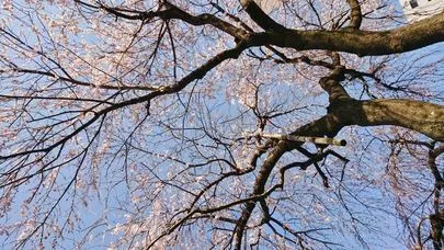 良縁コンシェルジュ町田「お花見デートで気をつけたいこと」-2