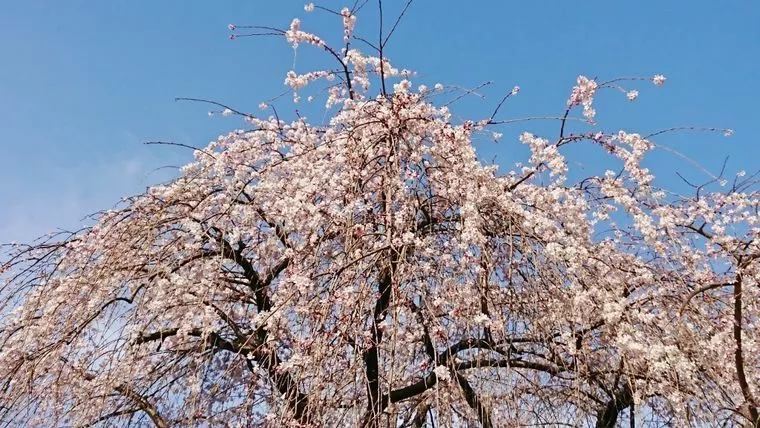 お花見デートで気をつけたいこと