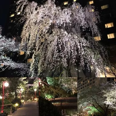 マリアージュ38（mariage38）「桜の名所でお見合いしませんか？」-2