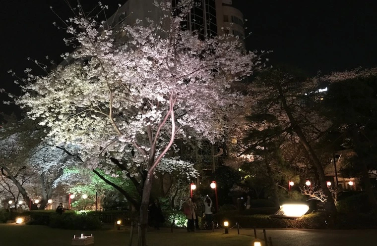 桜の名所でお見合いしませんか？