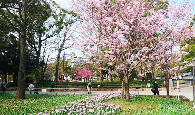 桜とチューリップが咲きました！春ですね
