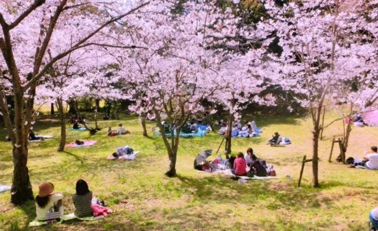 4月のデートはお花見ですよ♬