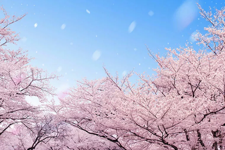会員様のお花見デ－ト