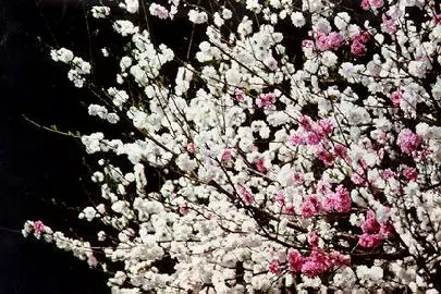 ウイン虎ノ門結婚相談所「女性仲人15人がB型だった!!!」-3