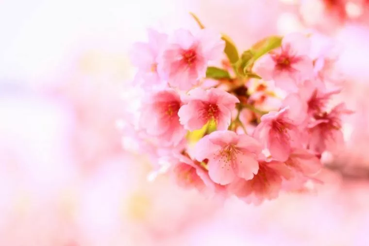 「明日への希望とともに」
