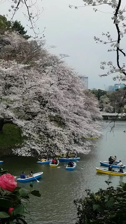 結婚相談所　埼玉「今年の桜は夜桜がお勧めです。」-3