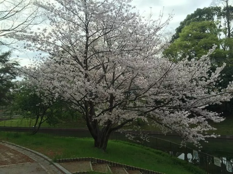 お花見のデートはいかがですか？
