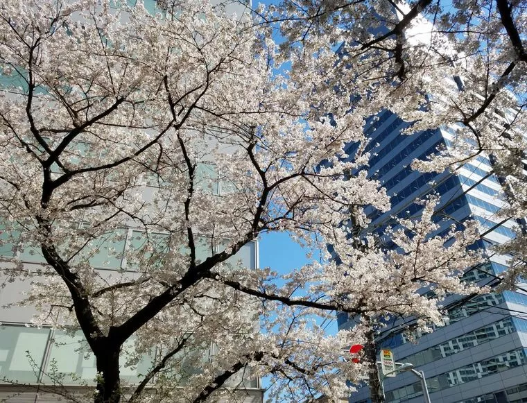 今日から大阪出張です!