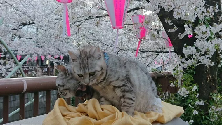 インスタみたいに写真投稿でアピールもできます