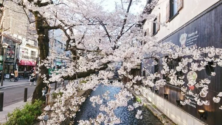 「サクラサク」女性会員さんプロポーズいただきました