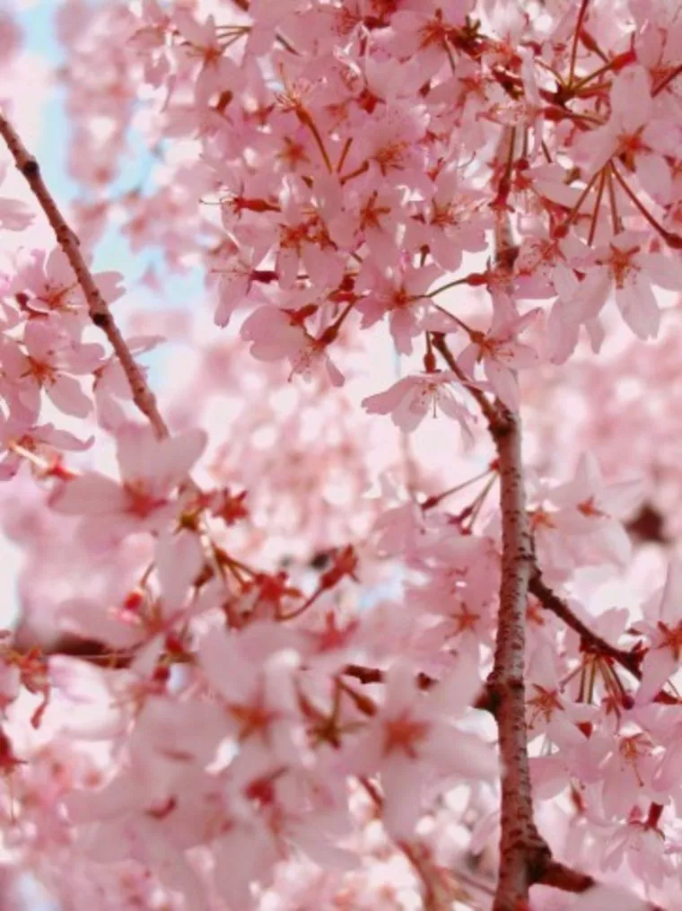 天皇皇后両陛下ご結婚60年おめでとうございます