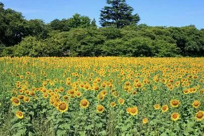 ハッピーユニオン「真剣交際へ進みます」-2