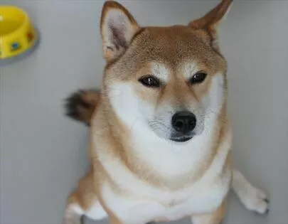saison de monet「愛犬家＆愛猫家さんの為の婚活術」-2