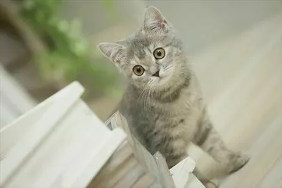 saison de monet「愛犬家＆愛猫家さんの為の婚活術」-3