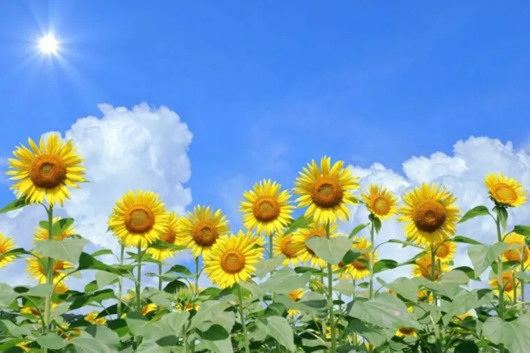 夏は本当に“出会いの季節”？