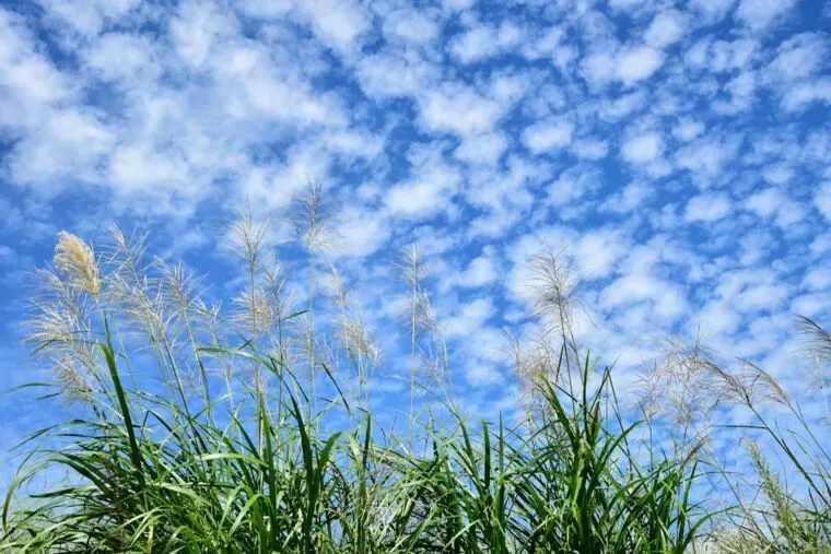 男心と秋の空？女心と秋の空？どっちが正解？